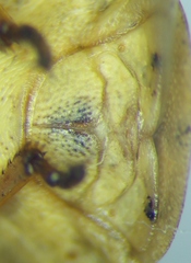 Eurygaster integriceps