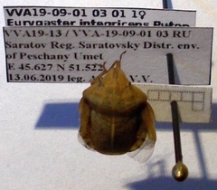 Eurygaster integriceps