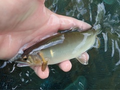 Plecoglossus altivelis