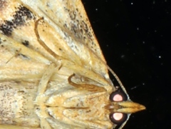 Corgatha molybdophaes