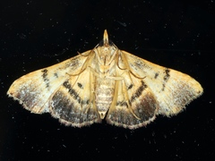 Corgatha molybdophaes