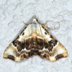 Corgatha molybdophaes