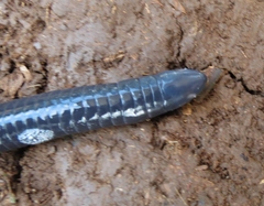 Gymnopis multiplicata