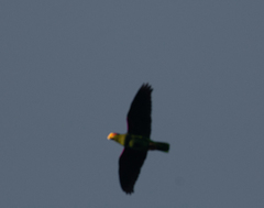 Amazona xantholora