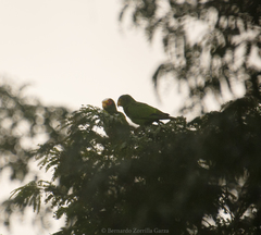 Amazona xantholora