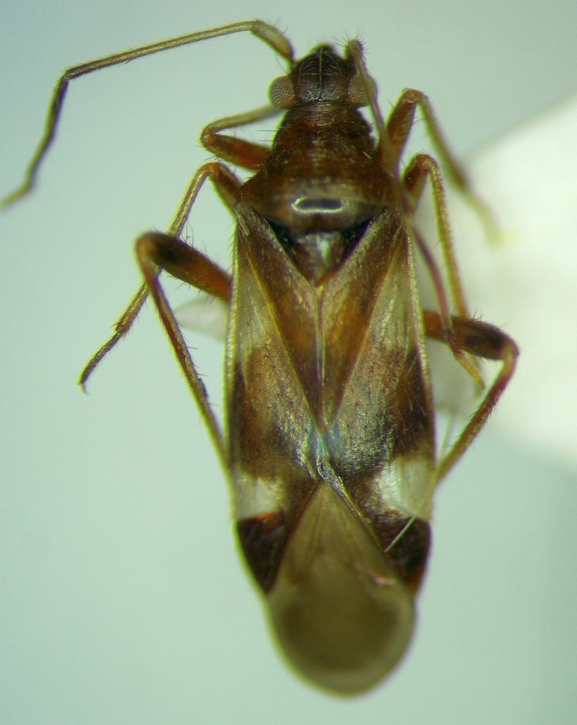 Hallodapus montandoni