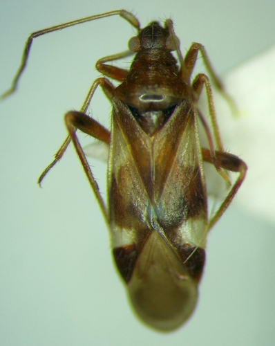 Hallodapus montandoni