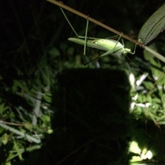 Phaneroptera falcata