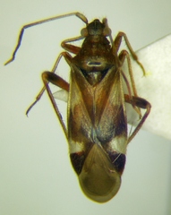 Hallodapus montandoni