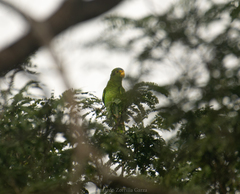 Amazona xantholora