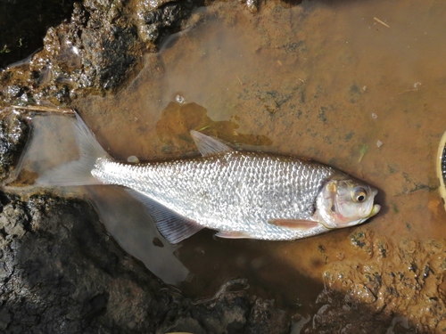 Macabi Tetra
