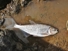Brycon guatemalensis