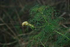 Centropogon dissectus