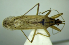 Nabis punctatus