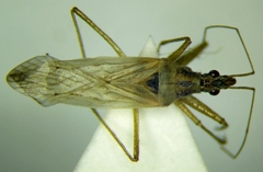 Nabis punctatus