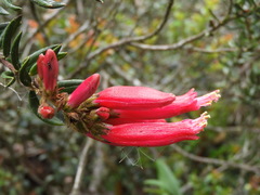 Bejaria