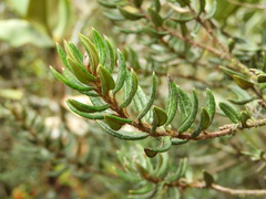 Bejaria