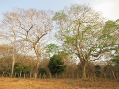 Hura crepitans