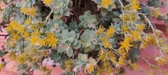 Sedum palmeri
