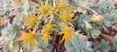 Sedum palmeri