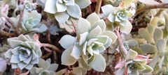 Sedum palmeri