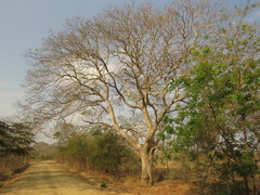 Hura crepitans