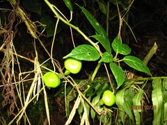 Burmeistera glabrata