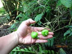 Burmeistera glabrata