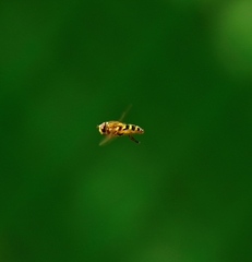 Epistrophe nitidicollis