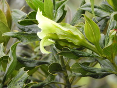 Symbolanthus pterocalyx