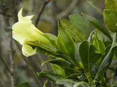 Symbolanthus pterocalyx