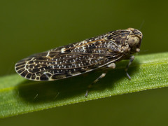 Plectoderini