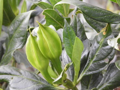 Symbolanthus pterocalyx