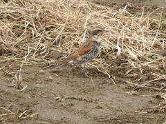 Turdus eunomus