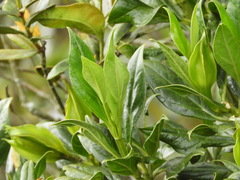 Symbolanthus pterocalyx