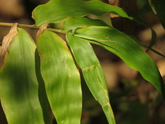 Lasiacis ruscifolia