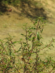 Ludwigia erecta