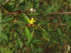 Ludwigia erecta
