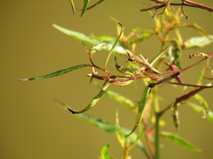 Ludwigia erecta