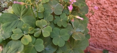 Oxalis debilis