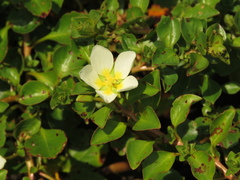 Ludwigia helminthorrhiza