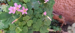 Oxalis debilis