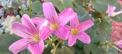 Oxalis debilis