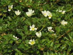 Ludwigia helminthorrhiza