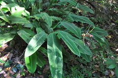 Heliconia metallica