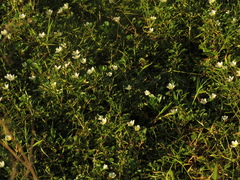 Ludwigia helminthorrhiza