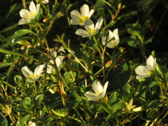 Ludwigia helminthorrhiza