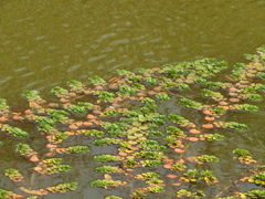 Ludwigia helminthorrhiza