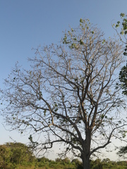 Pochota fendleri