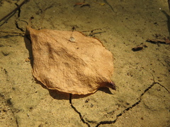 Leuenbergeria guamacho